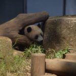 上野動物園でシャンシャンを並ばずに確実に見る方法