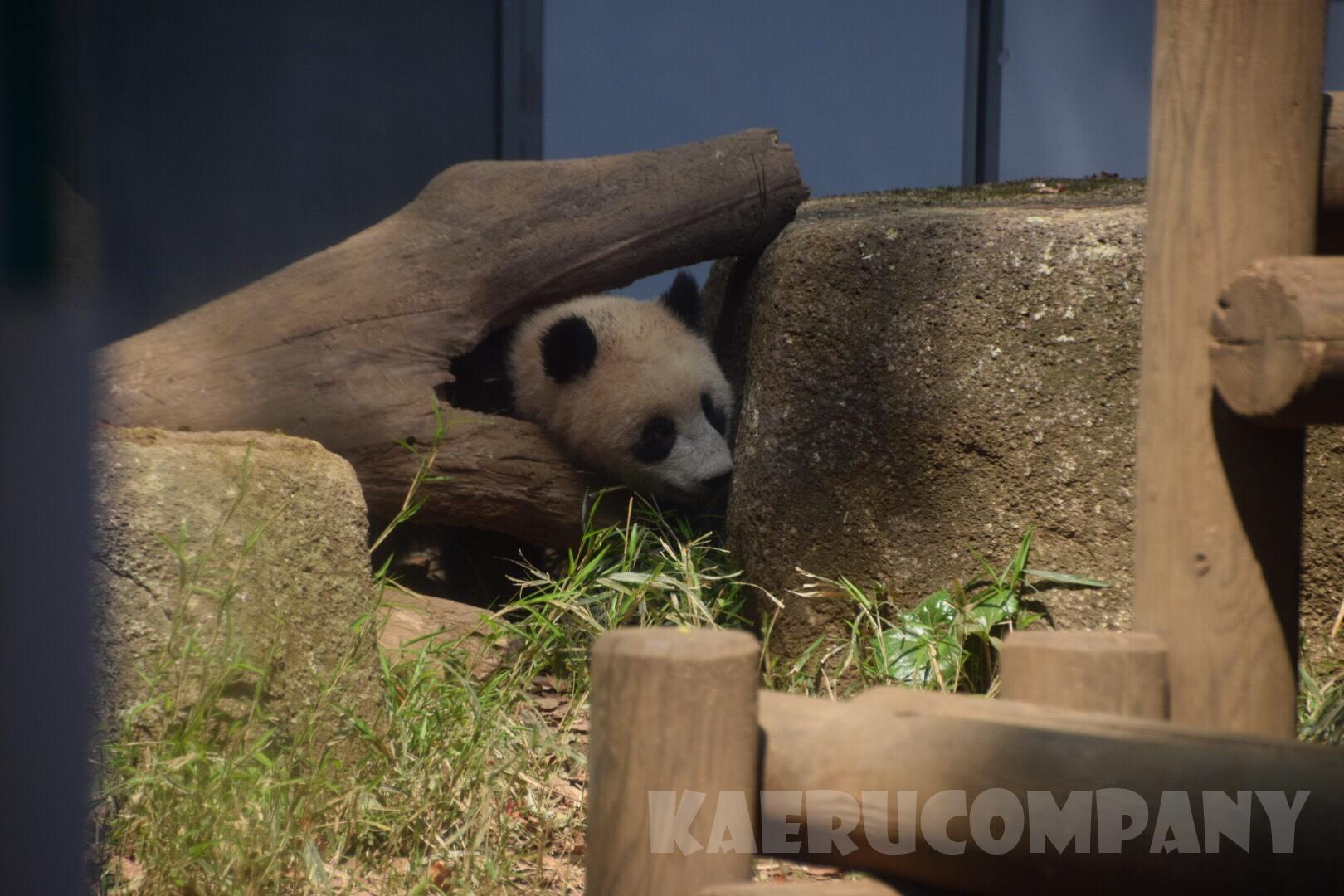 上野動物園でシャンシャンを並ばずに確実に見る方法