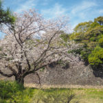 皇居のお花見の歩き方！２０１９平成最後の皇居乾通りの桜を見に行ってきた。