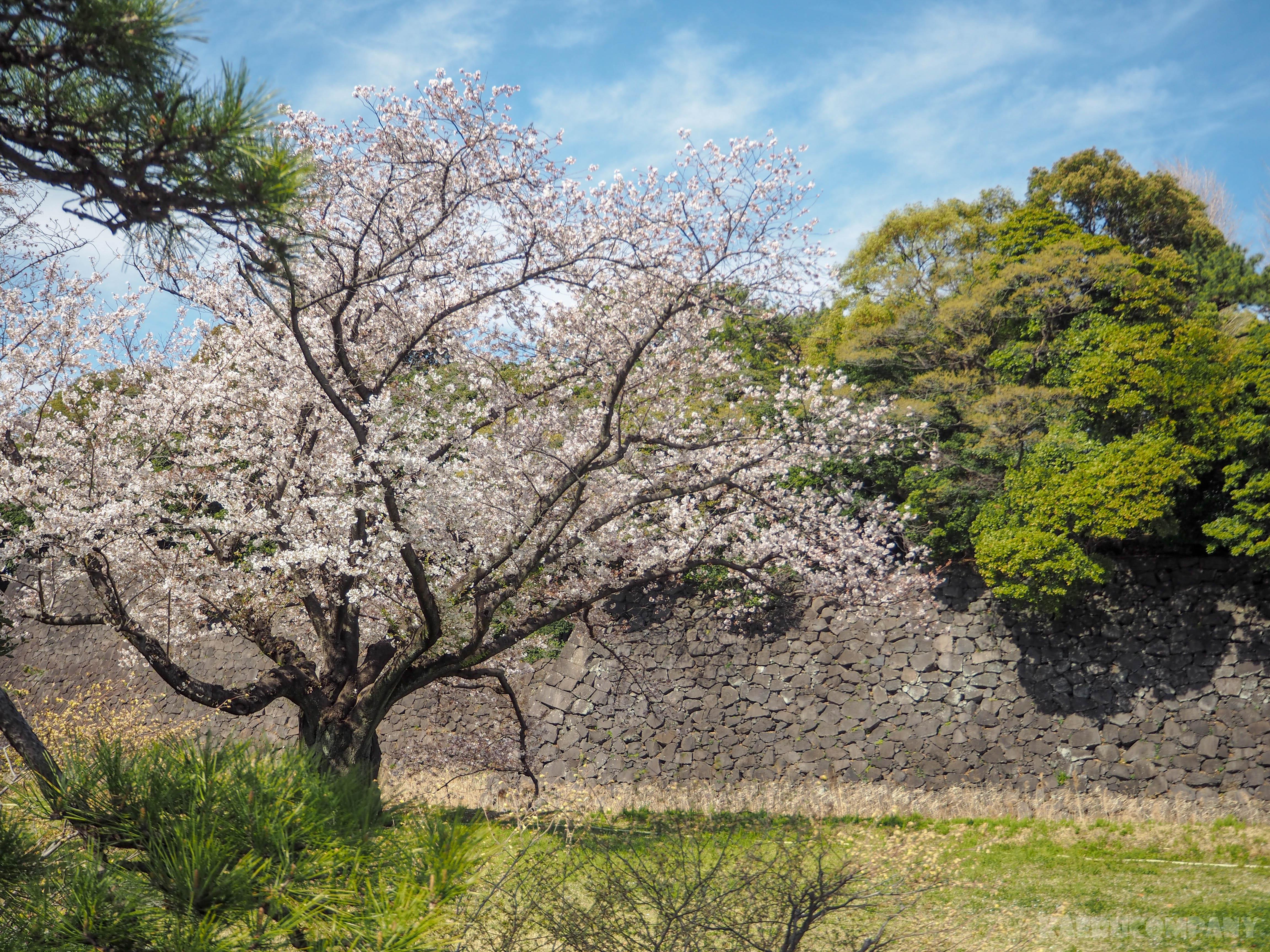 皇居のお花見の歩き方!2019平成最後の皇居乾通りの桜を見に行ってきた。