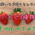 2020最新！大磯でいちご狩りなら【湘南いちご狩りセンター】がおすすめ！