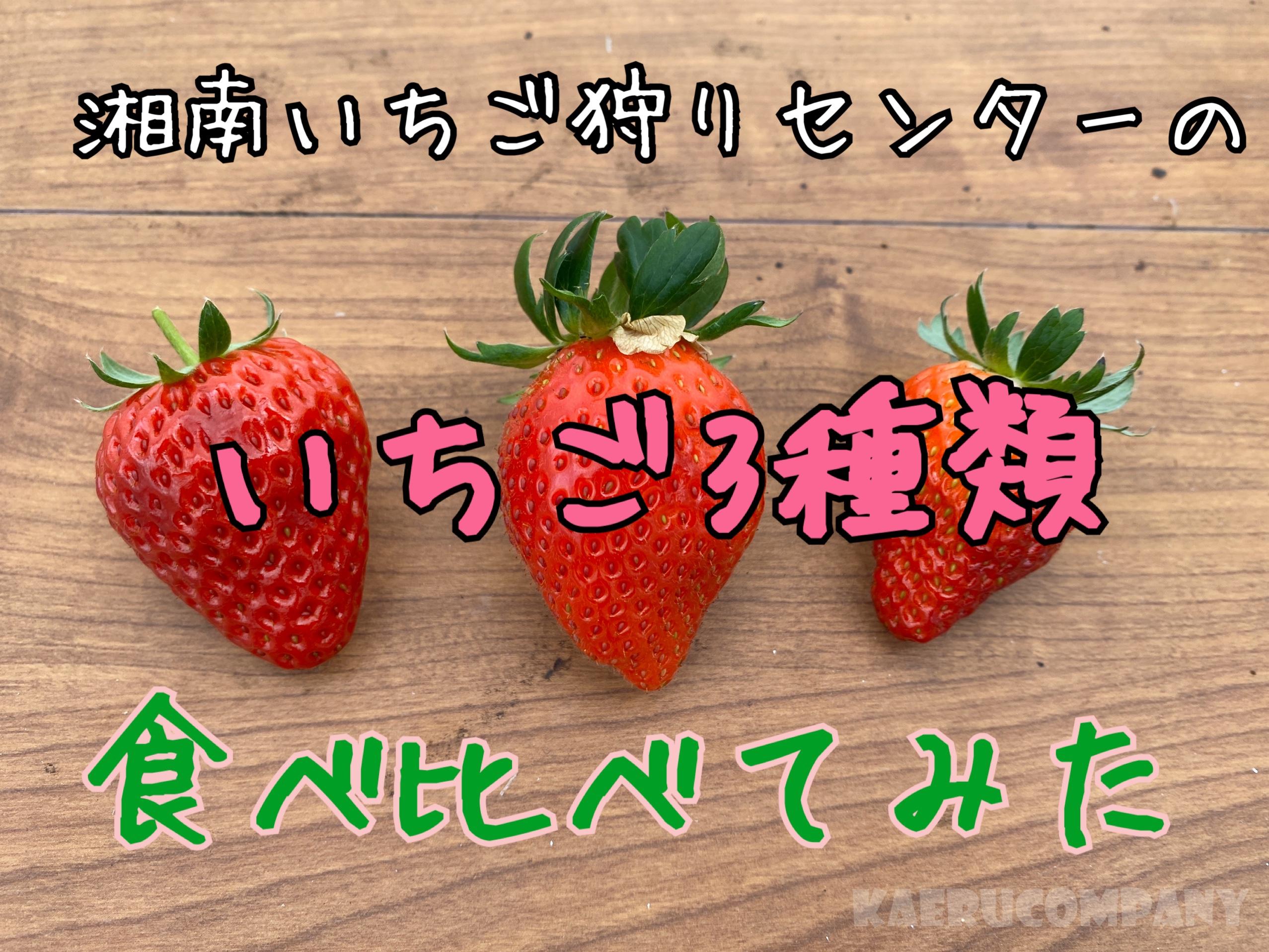 2020最新!大磯でいちご狩りなら【湘南いちご狩りセンター】がおすすめ!