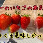秩父でいちご狩り！日本一のいちご【あまりん】食べてきた
