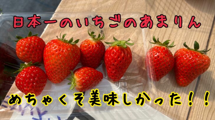 秩父でいちご狩り!日本一のいちご【あまりん】食べてきた
