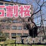 岩手の名桜【石割桜】見てきた！