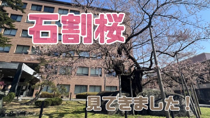 岩手の名桜【石割桜】見てきた!